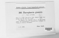 Placosphaeria graminis image